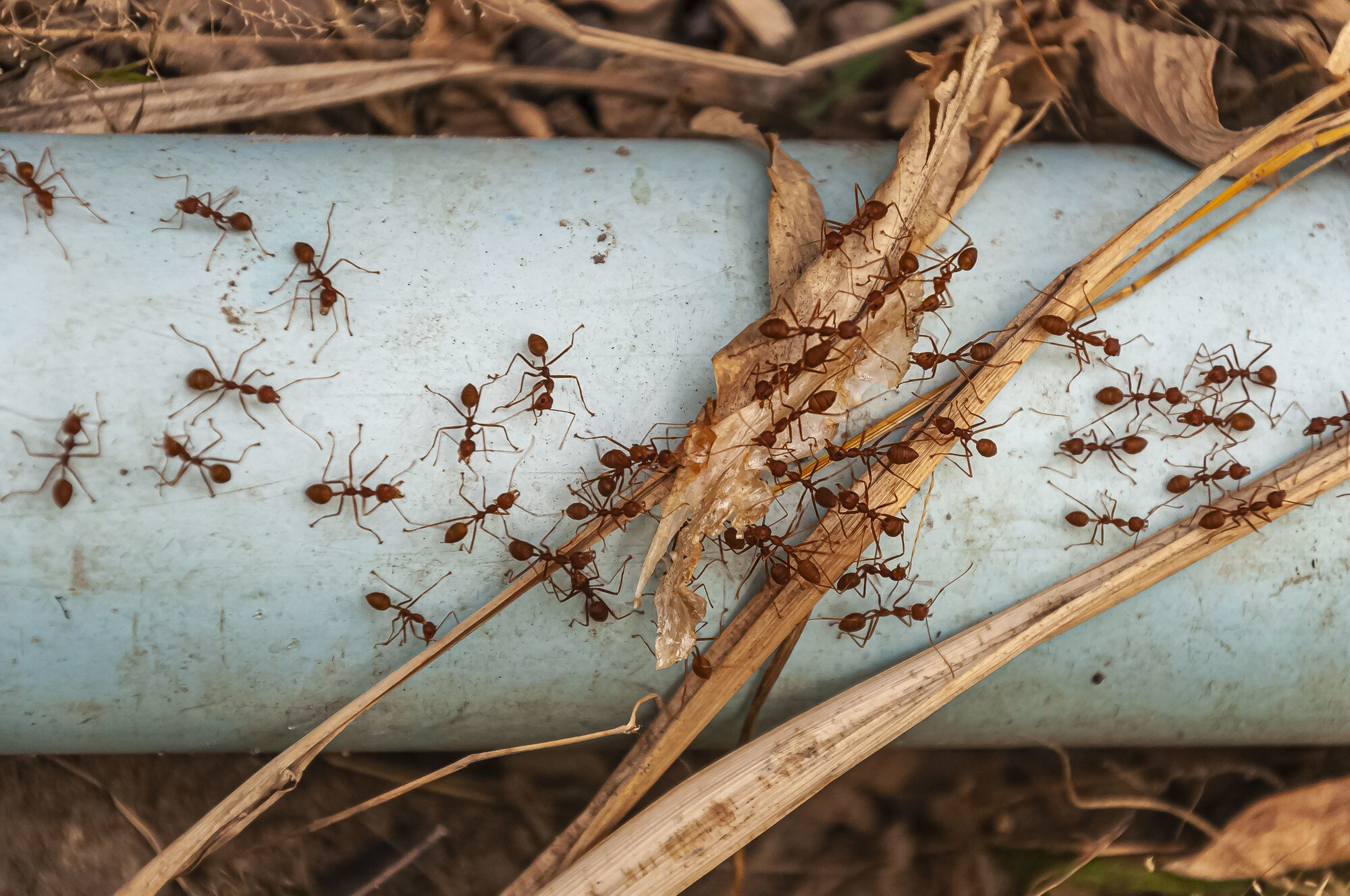 Termite Control