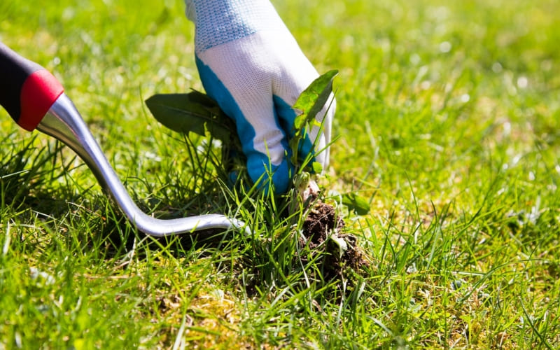 Weed Control