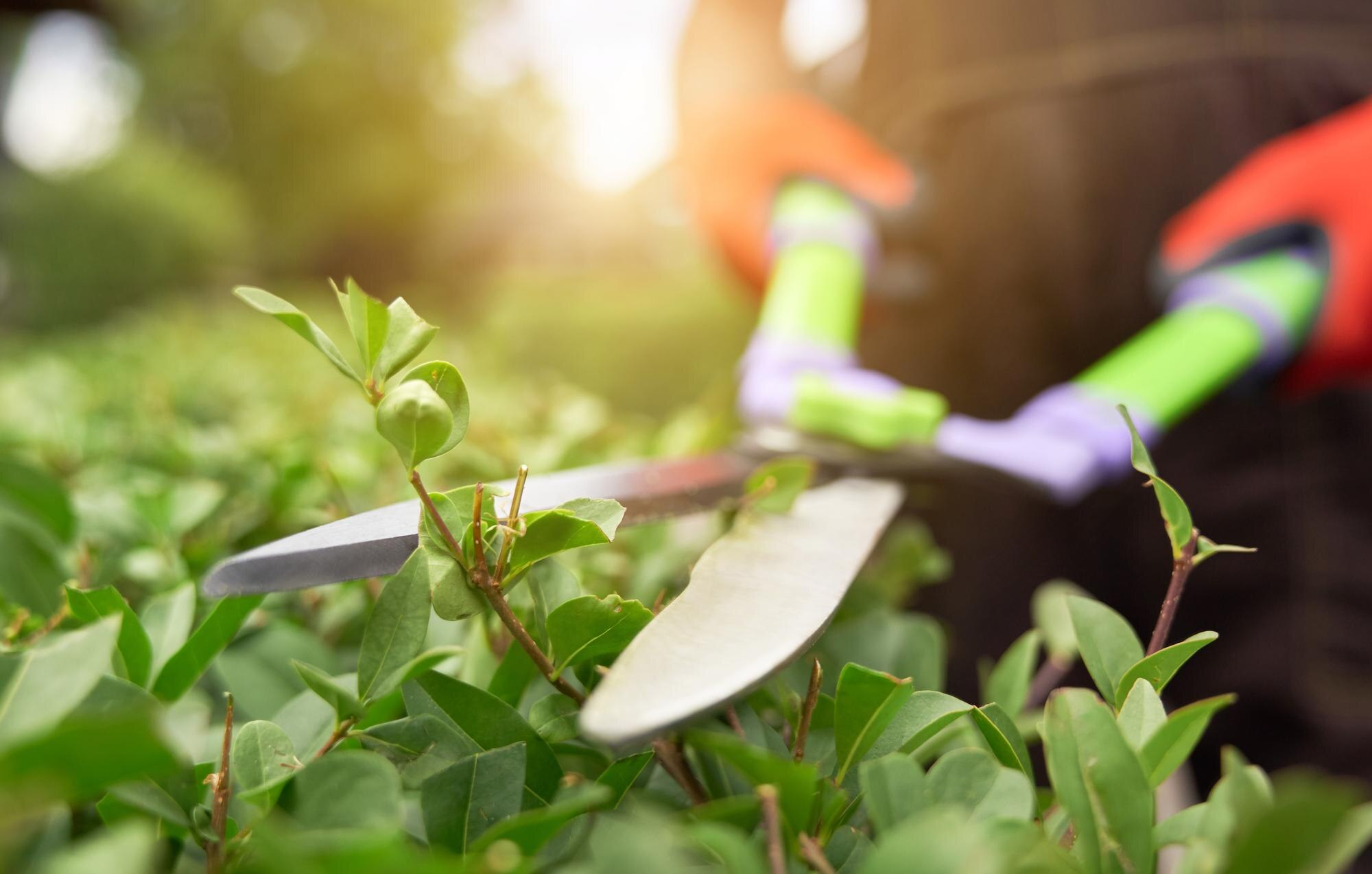 Person triming a bush